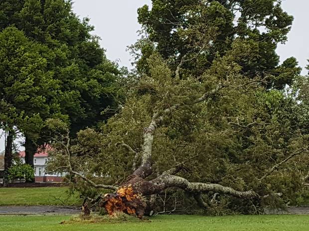 A tree blown down in Stratford, Taranaki. Photo / Ilona Hanne 