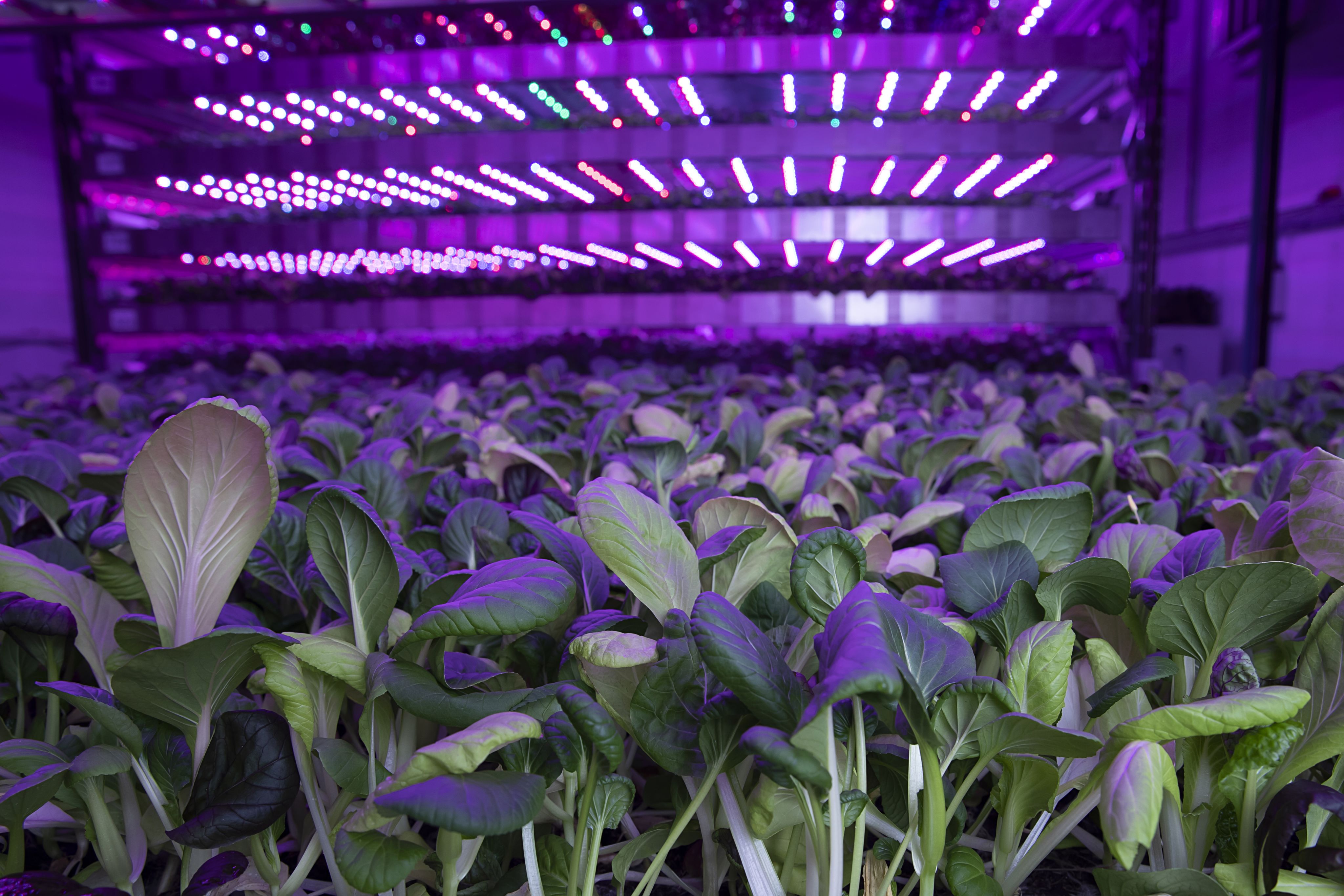 “Vertical farming” to help feed the world