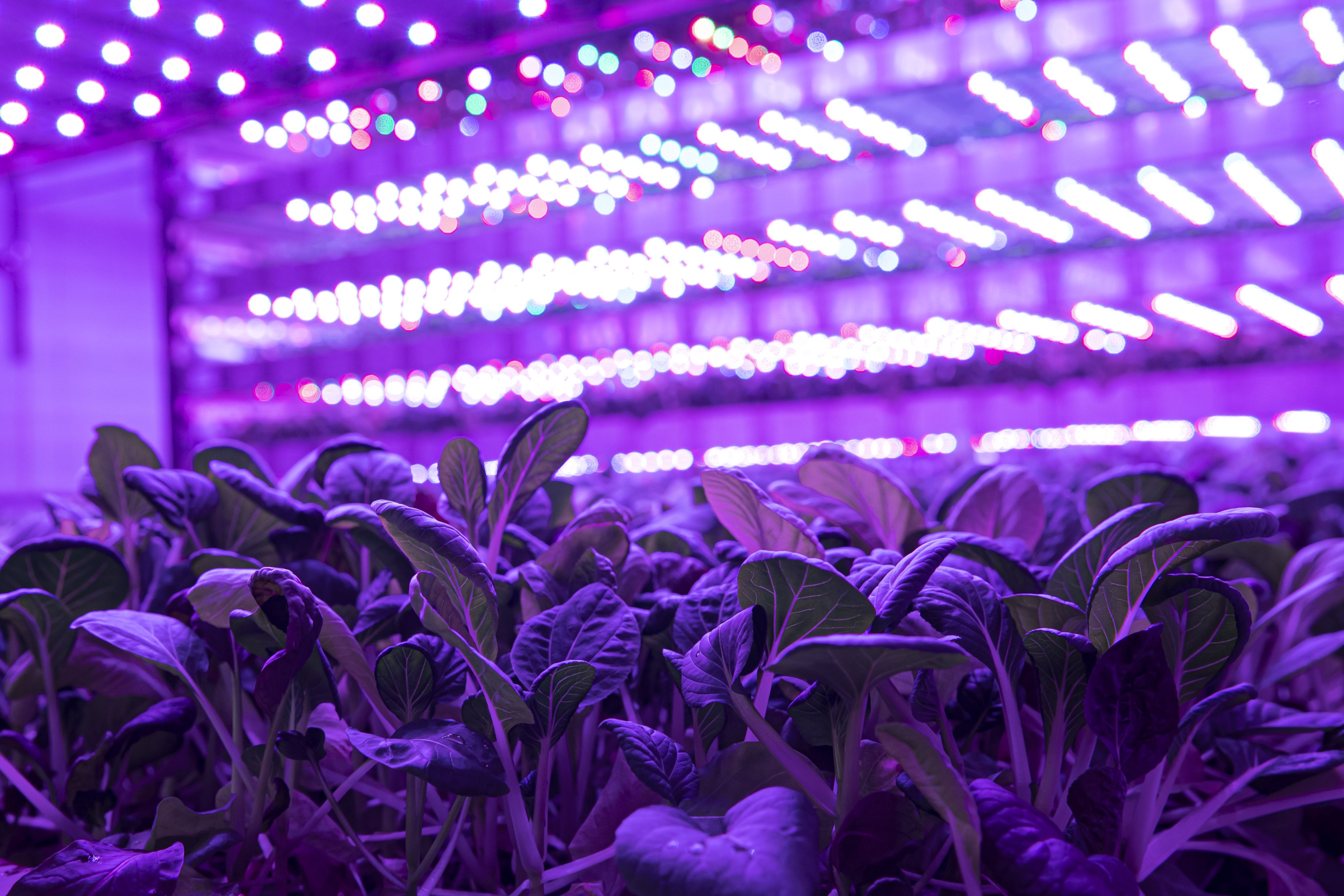 vertical-farming-to-help-feed-the-world