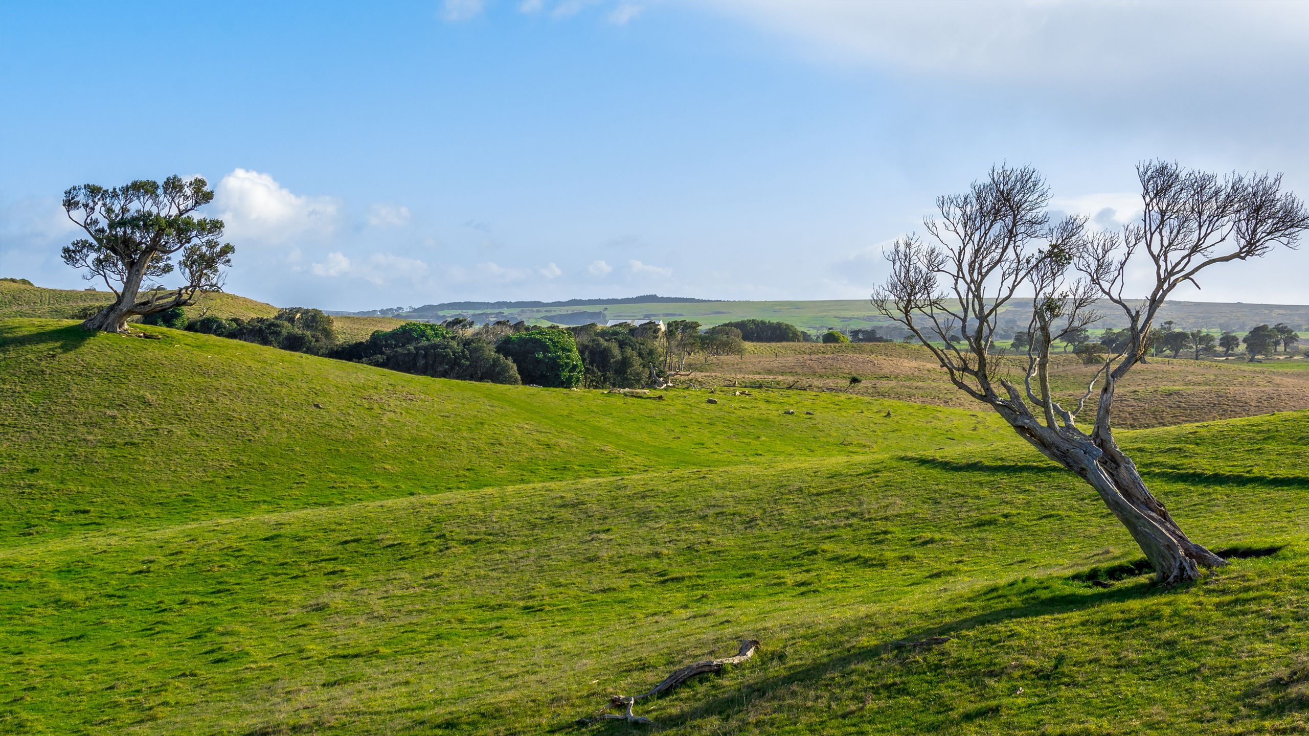 chatham-islands