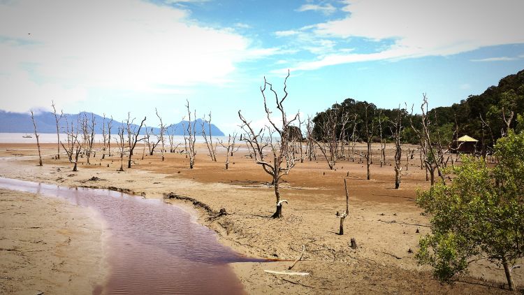 The edge of Borneo's Bako National Park. Photo / Christoph Engel, Getty Images