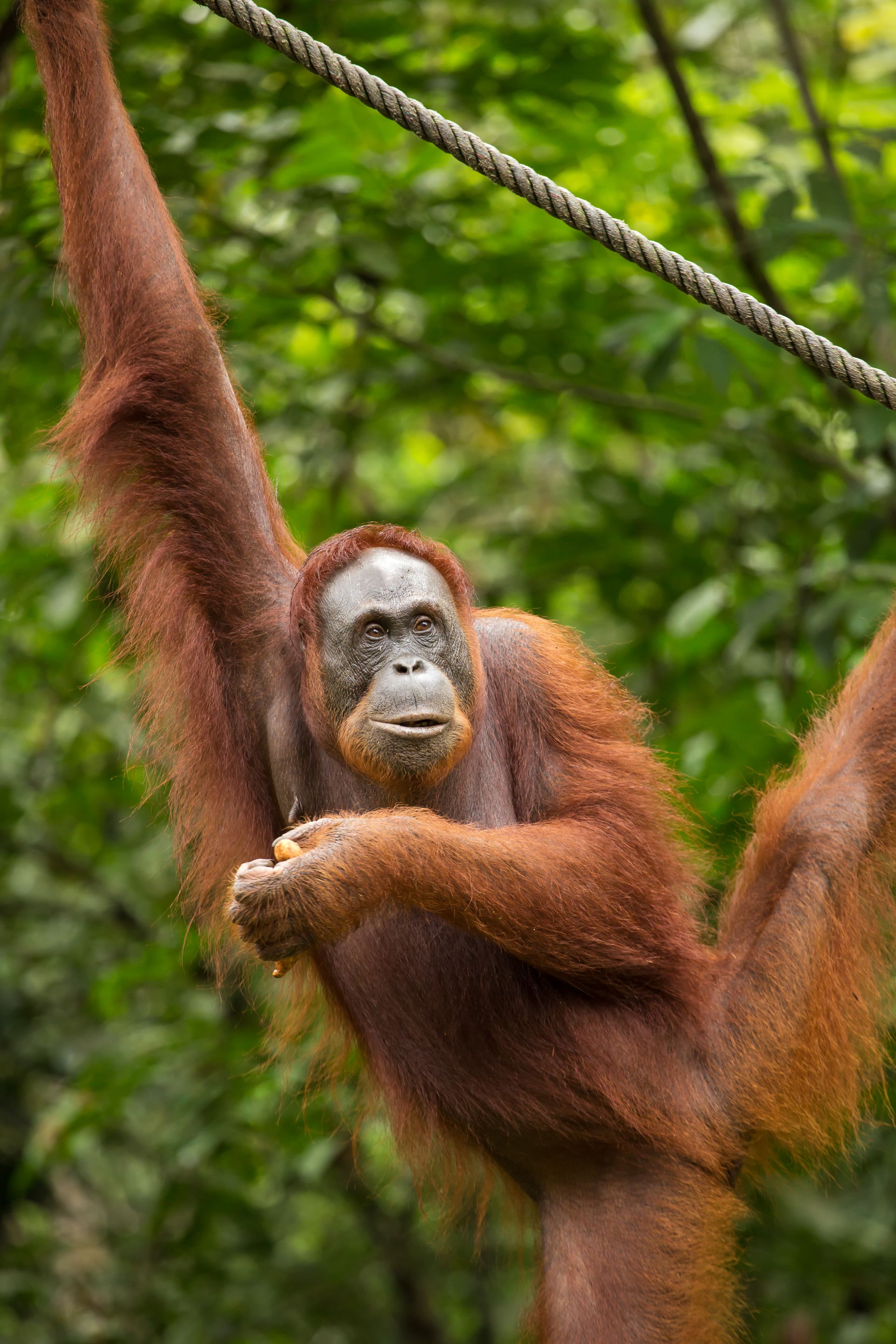 Belting out of the jungle: Orangutan. Photo / Elena Odareeva