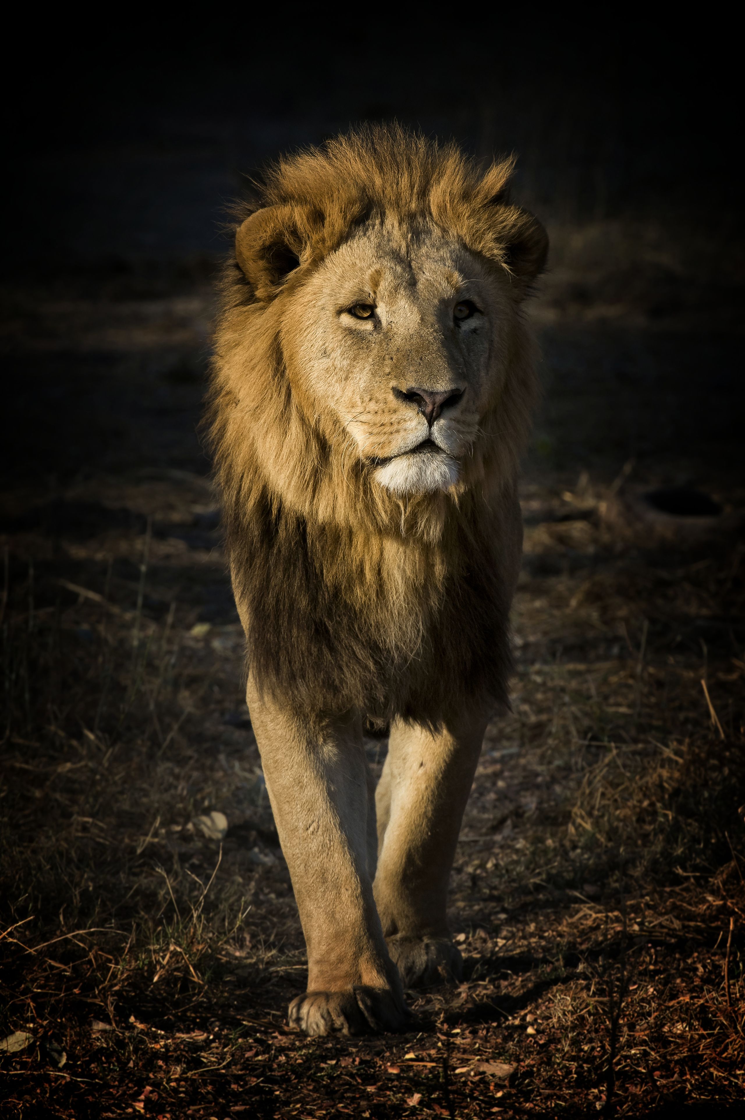 A solitary, male lion. Photo / Mike Myers.