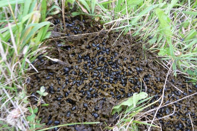 Dung Beetles hard at work. Photo: Dung Beetle Innovations.