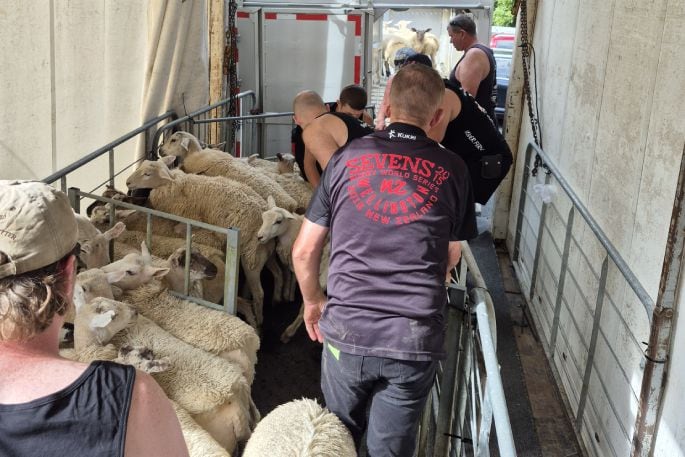 Digger Balme, Callum Bosley, Jake Fagan selecting sheep for the finals. Photo/Supplied.