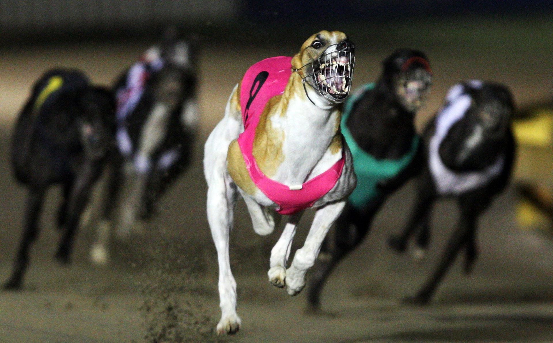 why is greyhound racing banned