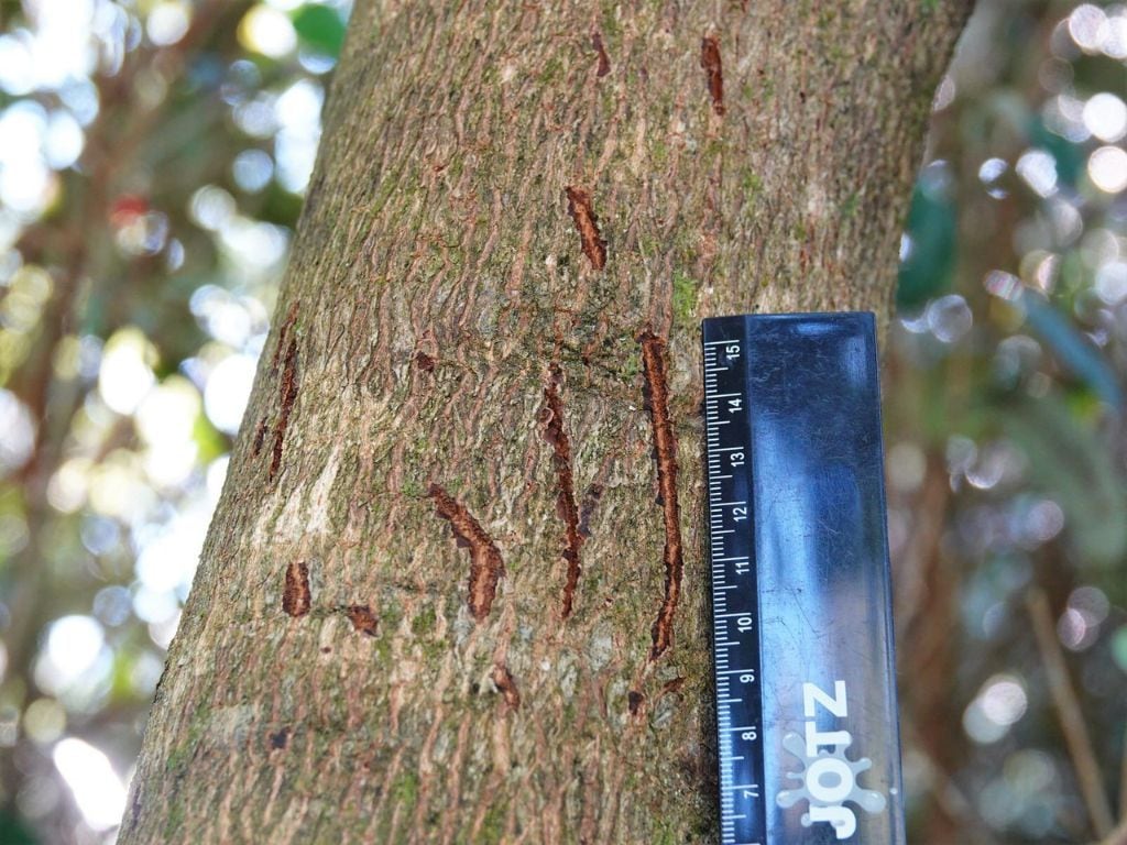 Possum scratches on a tree. Photo: Jacquie Geux.