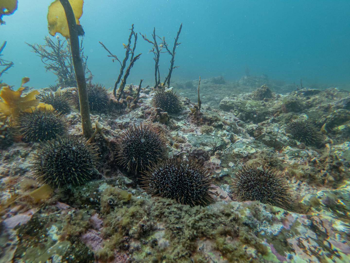 Vast sections of the Hauraki Gulf seafloor are covered in deserts of malnourished kina (kina barrens) - a result of overfishing. Photo / Shaun Lee 