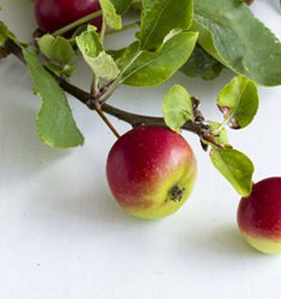 Can You Eat Crab Apples?