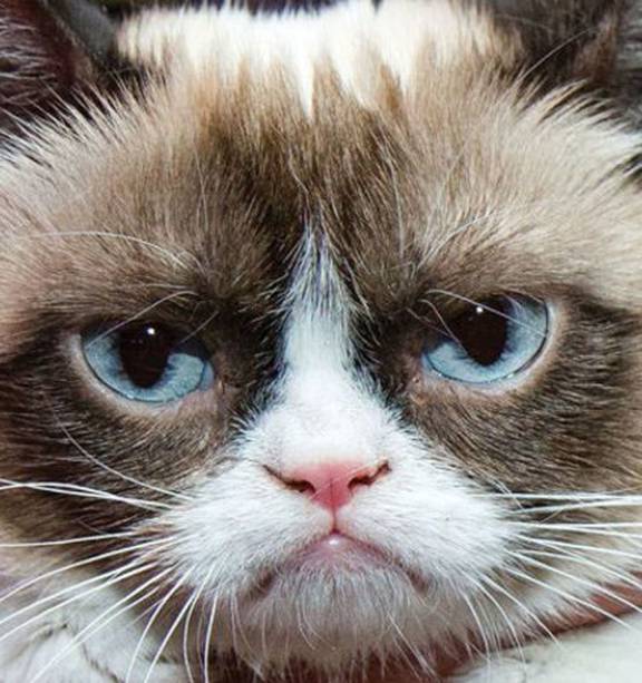 Grumpy Cat made nearly $100 million? Not quite, owner says. 