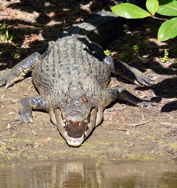The Australian crocodile industry - Fashion, food & wildlife tourism