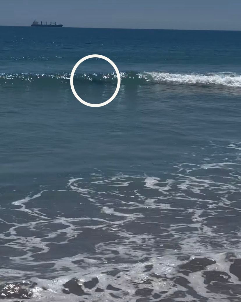 Broadcaster Brodie Kane films shark at Mount Maunganui beach Bay