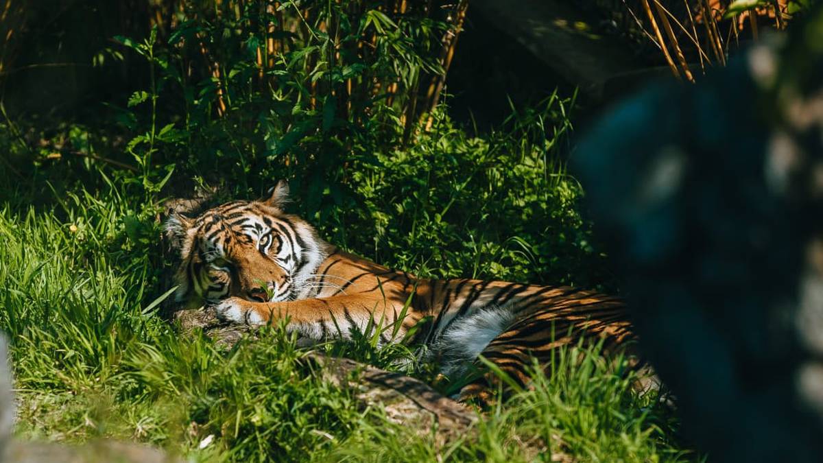 Tiger Cubs Reunite With Mum! 