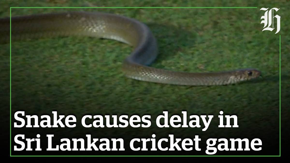 Snake halts play during Sri Lanka cricket match