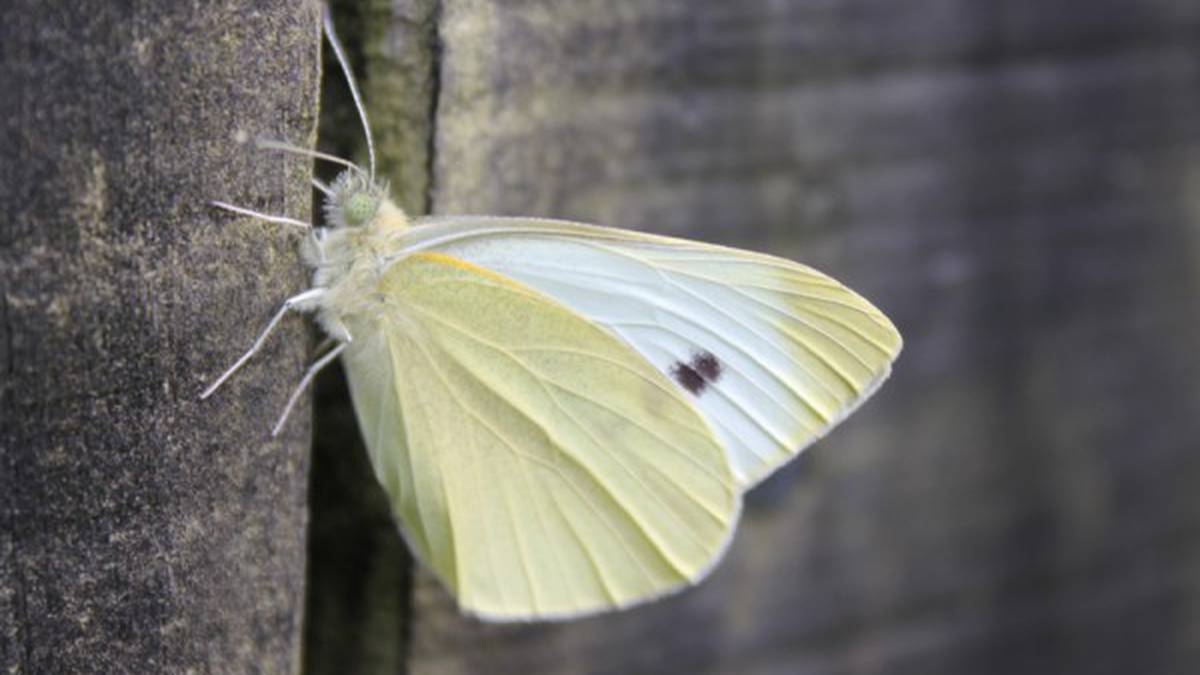 What Gardeners Should Know About the Cabbage White Butterfly