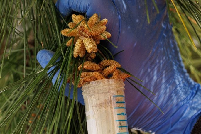 Pine pollen collection up close. 