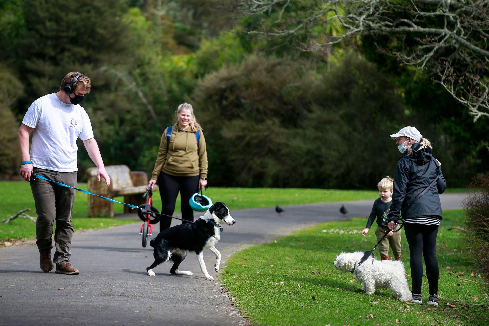 how many dogs can you own in a council house