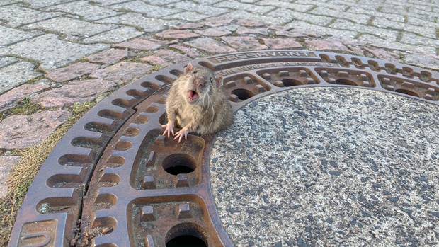 Help! The chubby sewer rat got itself stuck in a manhole cover. Photo / Berufstierrettung Rhein Neckar Facebook
