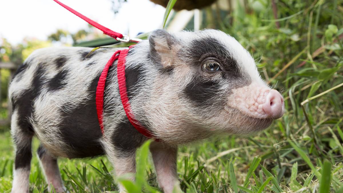 Miniature Pigs - Temu New Zealand