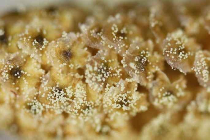 Pinus radiata pollen grains on the surface of a catkin, or the male pollen cone. 