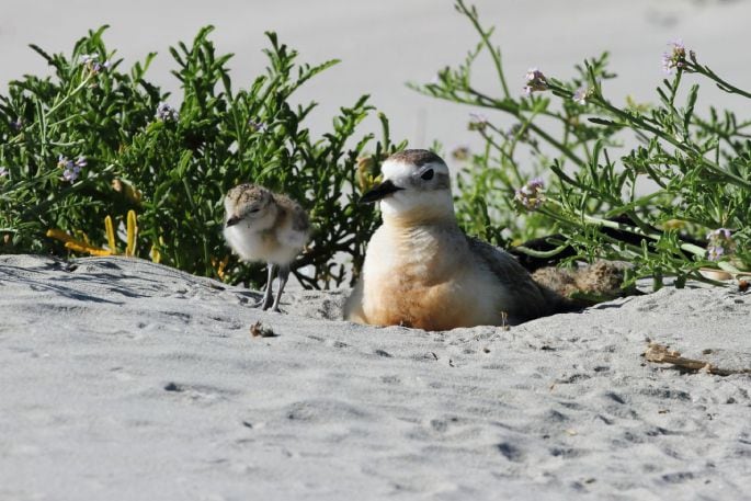 Dotterel and chicks on a nest at Waihī Beach. 