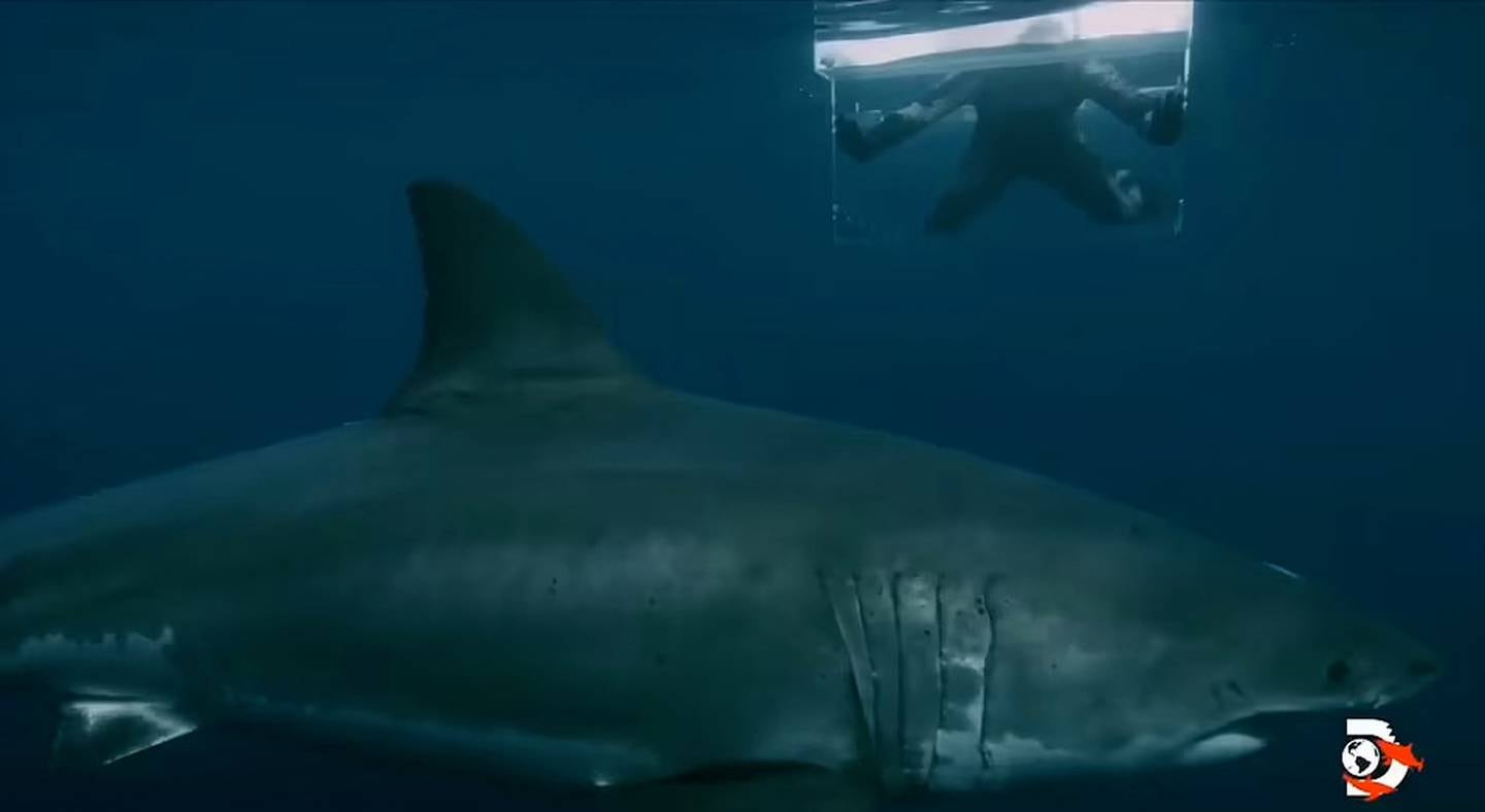 Shark Case In The Jimmy Falls Show Background, Picture Of Shark