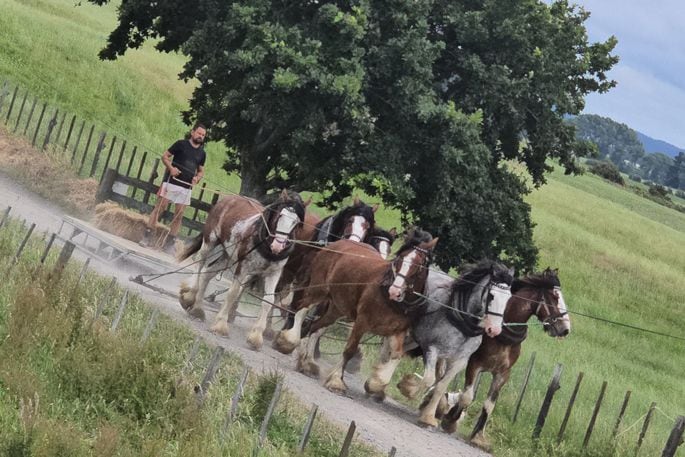 Ross Wilson uses horsepower for most jobs normally done by a tractor on his Pongakawa dairy farm. Supplied photo