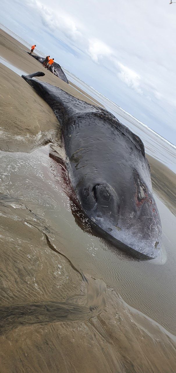 Deep-water denizen stranded in Sept-Îles - Baleines en direct