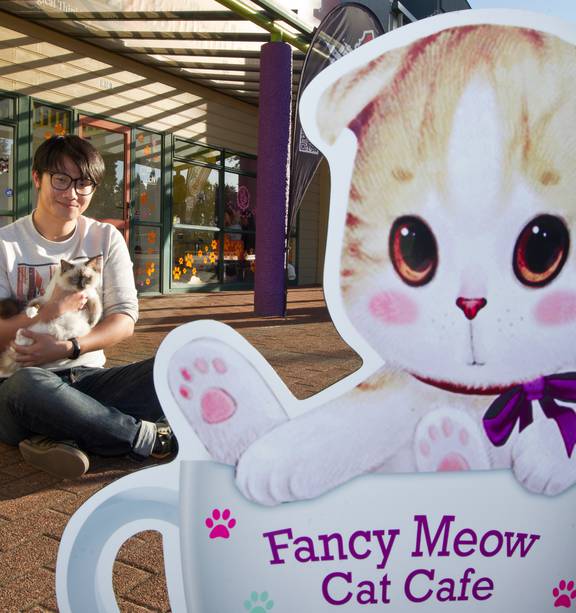 Meet Our Cats – Fancy Meow
