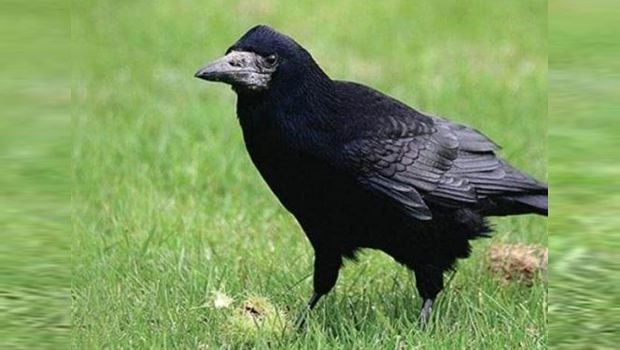 Be on the lookout for rooks this spring