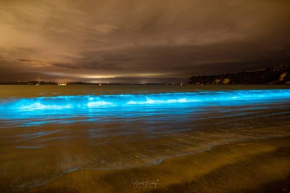 Glowing guide to seeing 'marine aurora' bioluminescence in Auckland ...