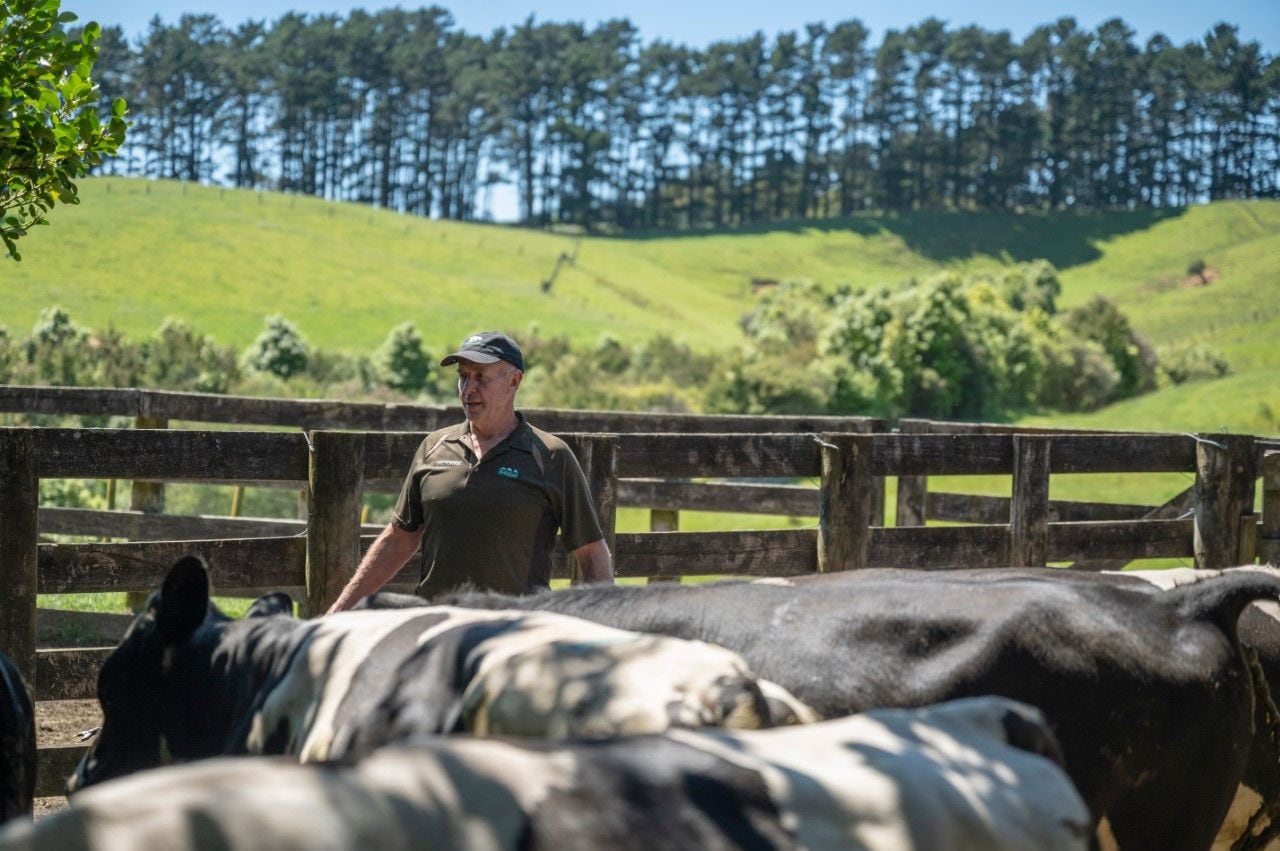 Katikati sheep and beef farmer Rick Burke working in his yards with bulls. Photo Dave Allen Photography.