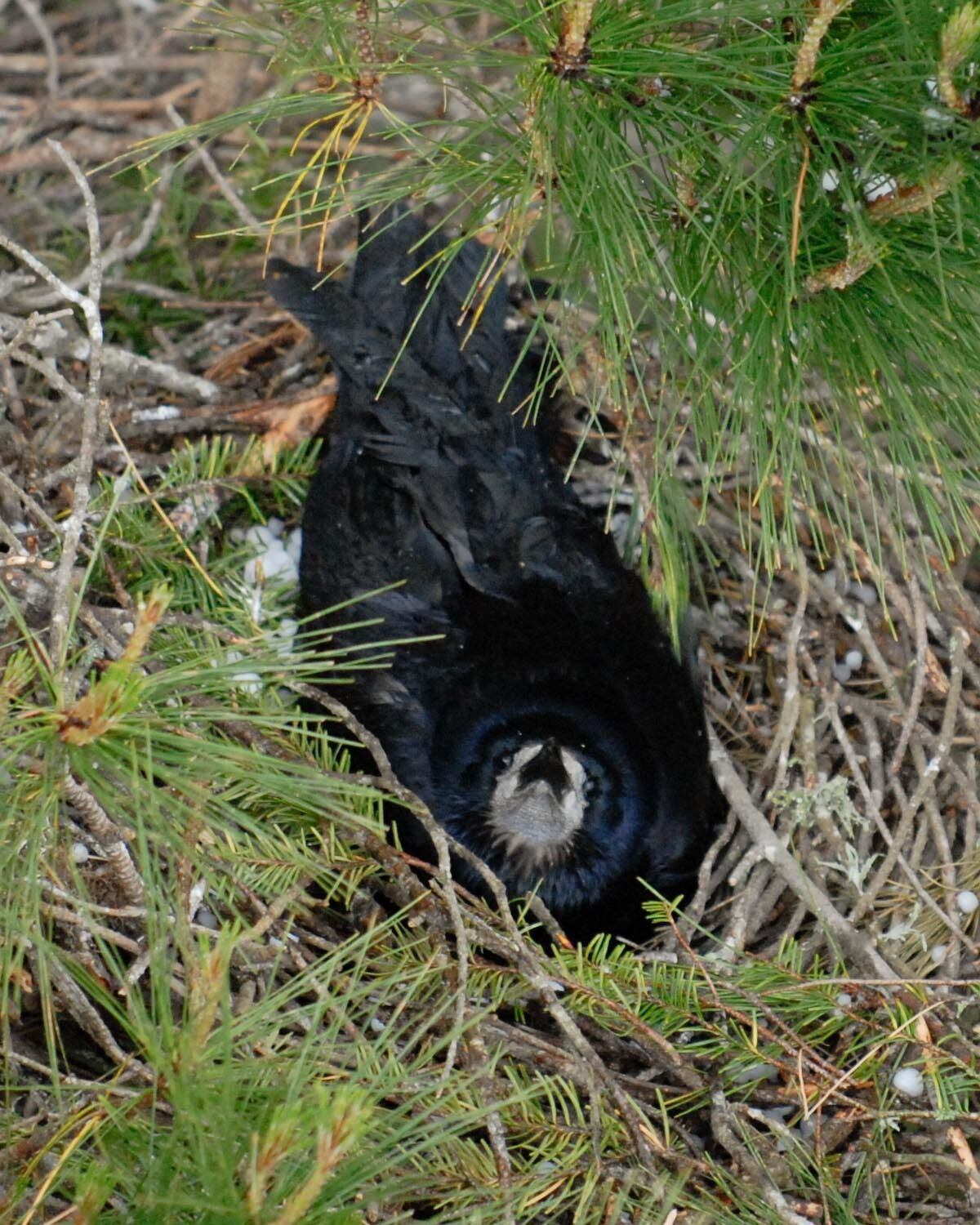 Waikato Regional Council hunting for rook sightings