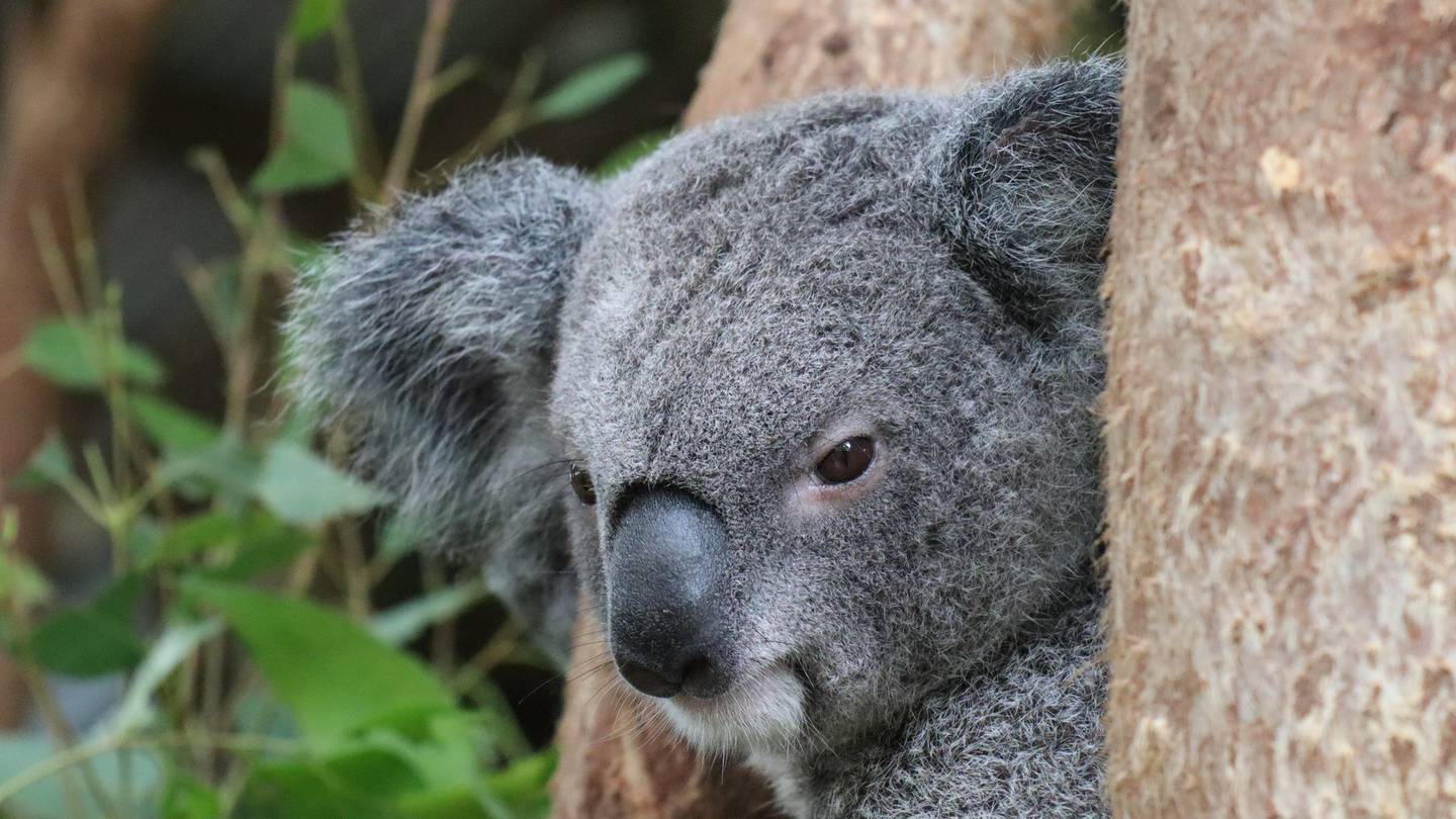 Koala at Rainforestation Nature Park. 