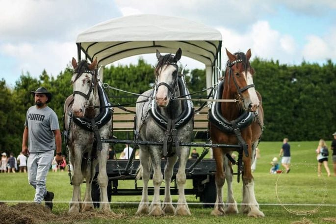 Wagon rides behind Clydesdales will be part of tomorrow’s Te Puke A&P Show. Supplied photo