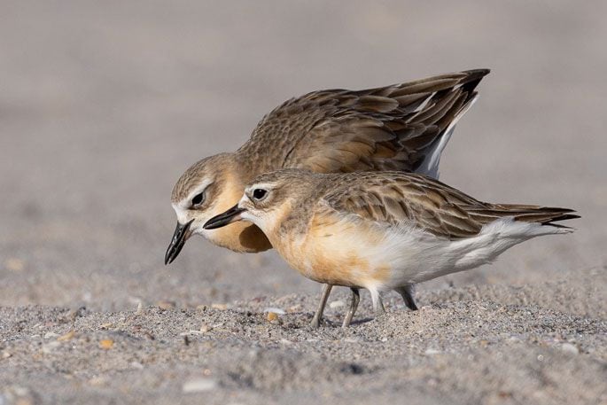 Stuart Attwood says dotterels a 3-5% survival rate. Supplied photo