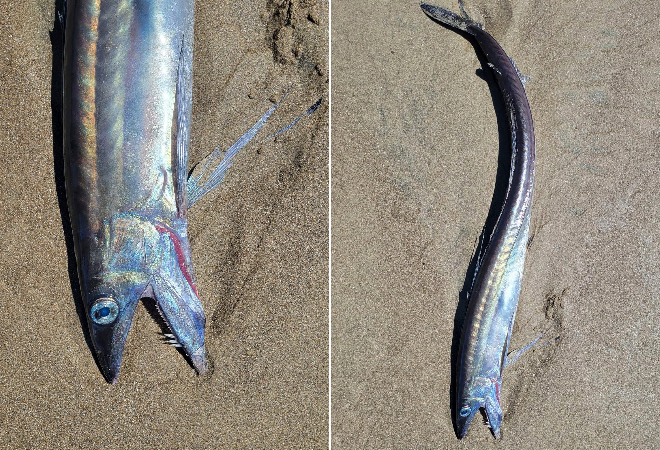 Freaky-looking' fanged deep sea fish found on Oregon beaches - NZ Herald