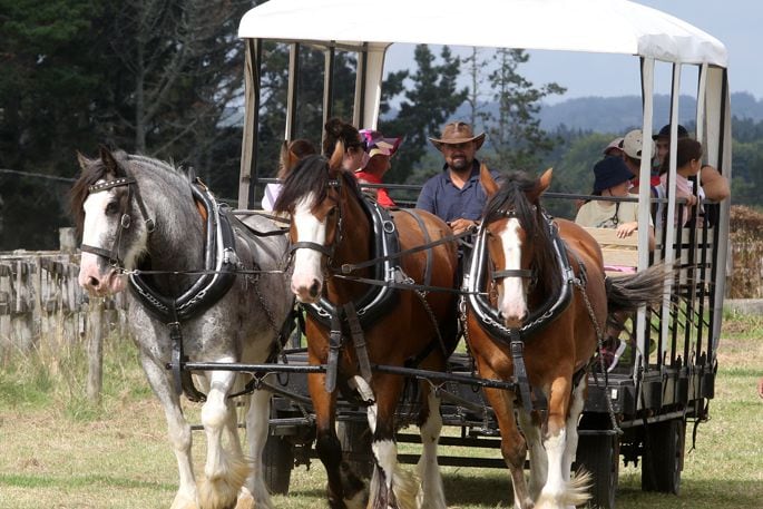 Ross Wilson and his Clydesdales. Photo: Stuart Whitaker