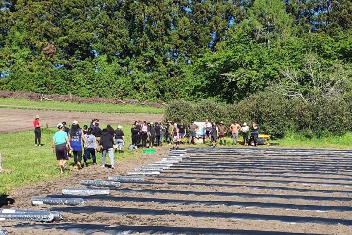 Kai Rotorua leases 8000sq m at Kaharoa and grows almost every vegetable you can think of. Photo/  supplied.