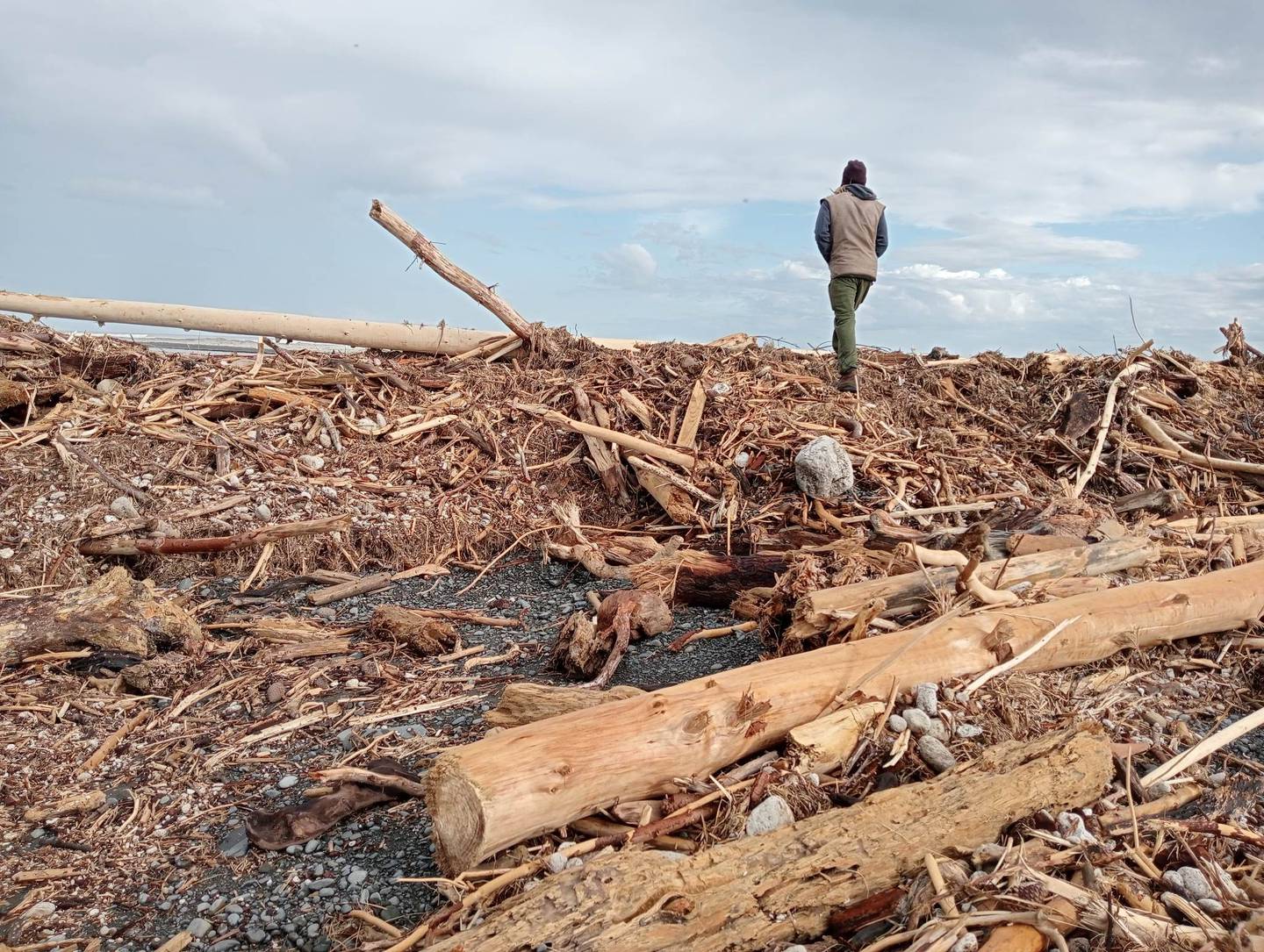 Slash and other wood debris along the beach near the Mohaka river mouth. Photo / Alice Grace Jarvis-Basher