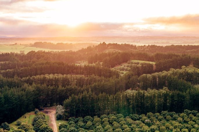 The sun rising over an avocado orchard. Photo: NZ Avocado