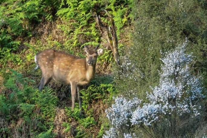 One of the sika deer the Fairbairns saw during their trip to the Kaimanawa Range.