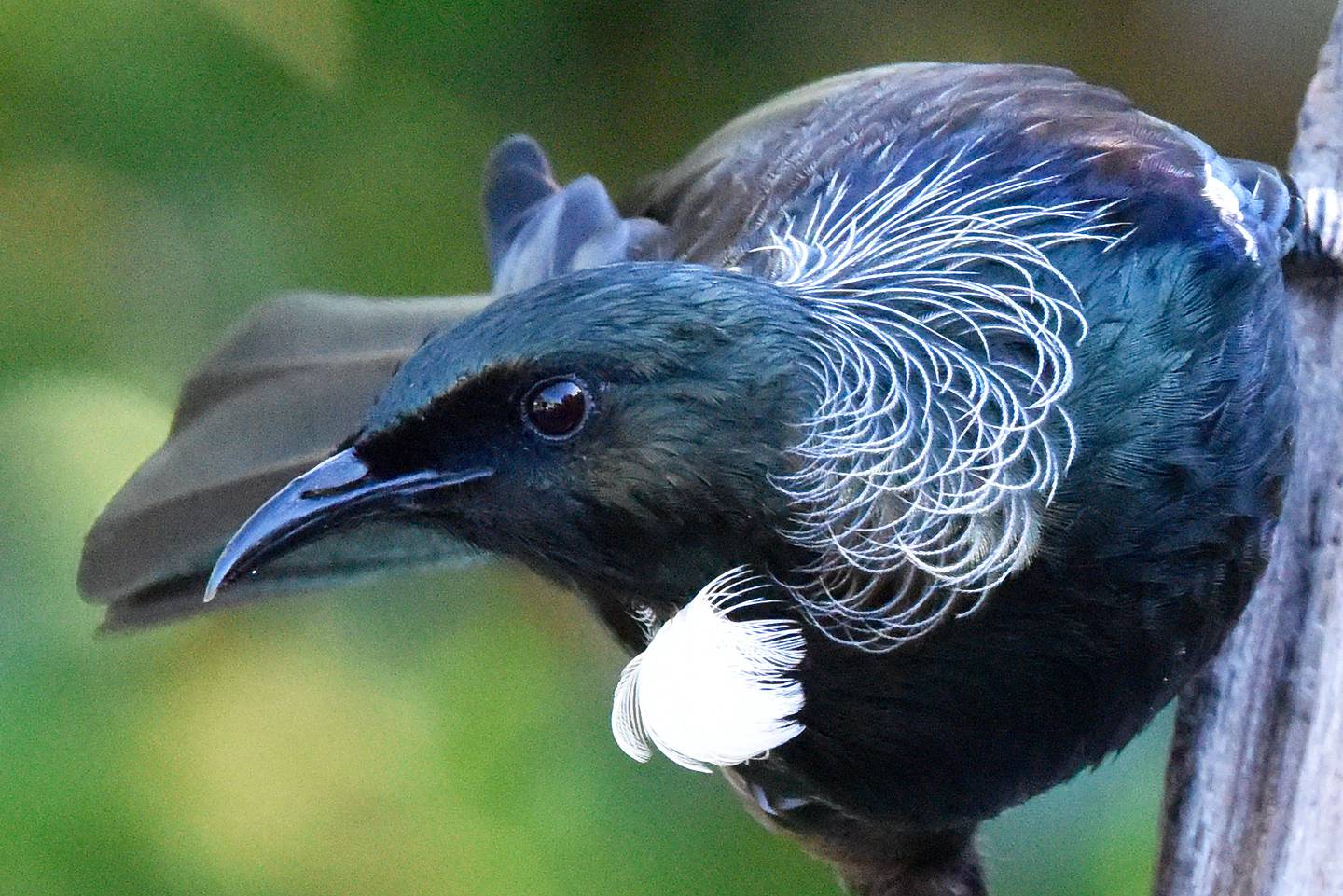 why-nz-s-native-birds-are-closer-to-extinction-than-40-years-ago-nz