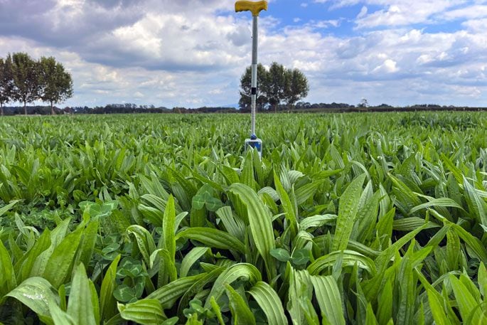 Plantain is a cost-effective way to mitigate nitrogen leaching. Photo: supplied.