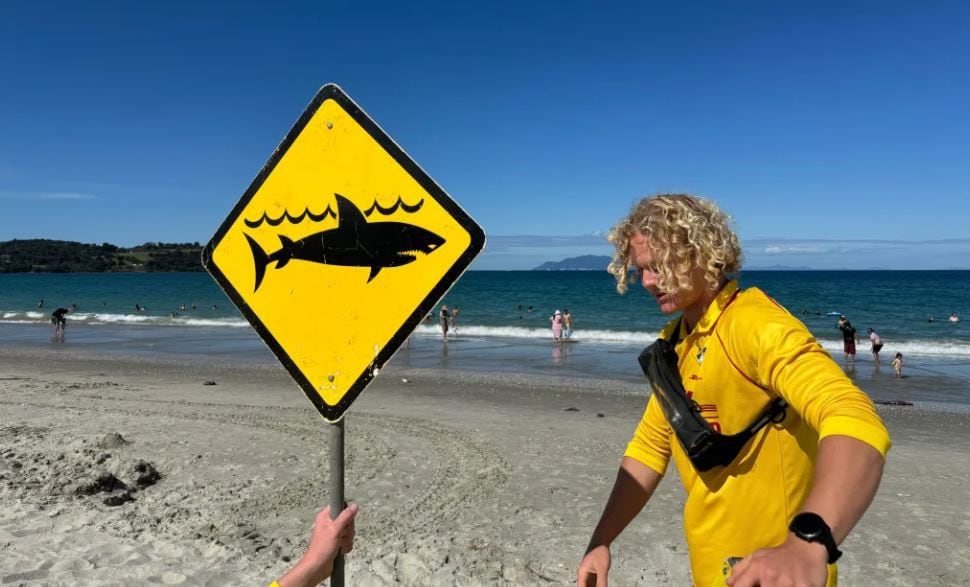 Swimmer finds sharks two days in row at popular beach - NZ Herald