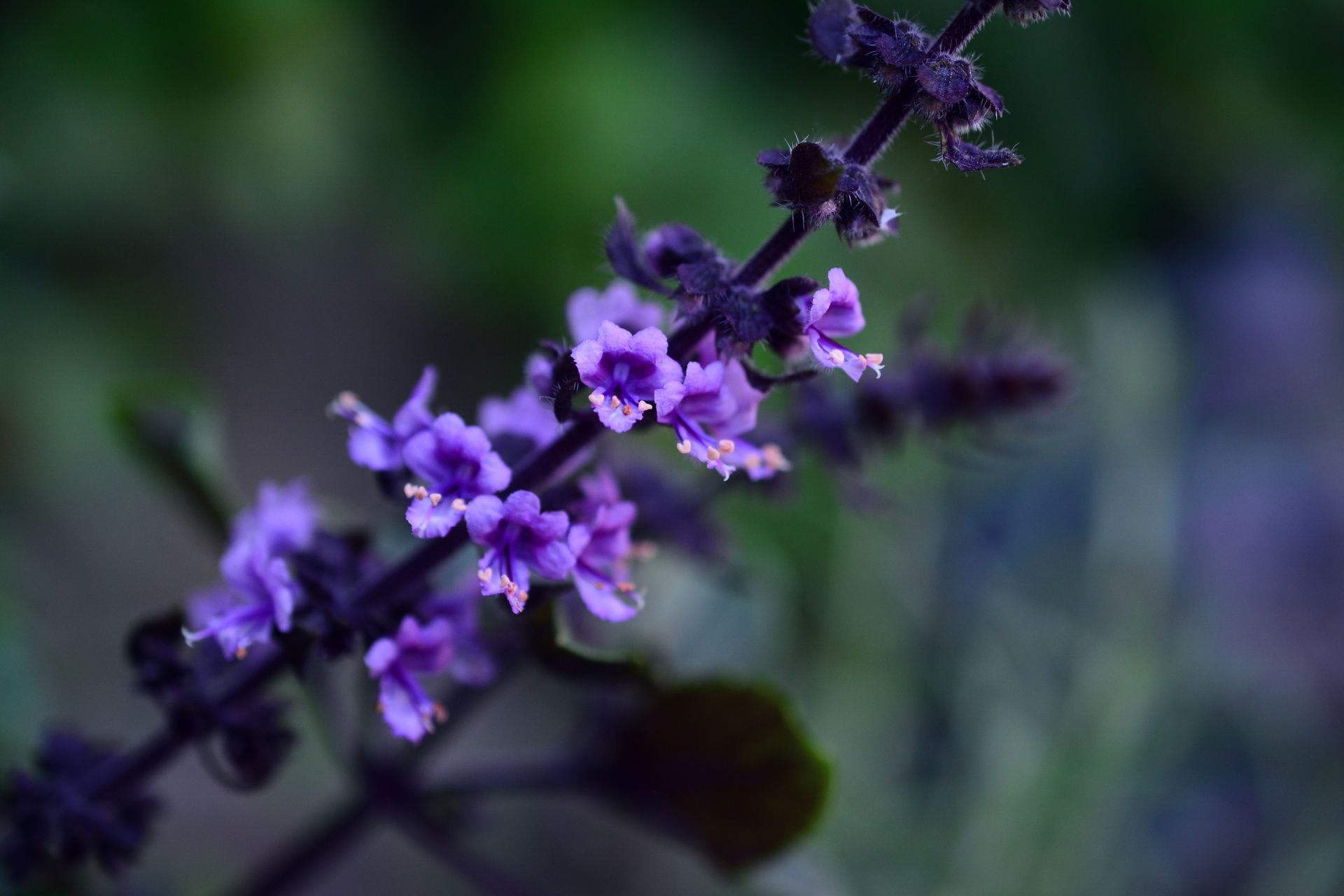 How to successfully grow basil this summer NZ Herald