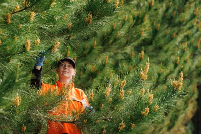 Scion scientist Lottie Armstrong in the field. 