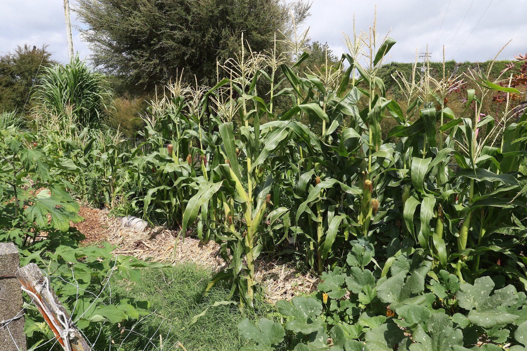  Cavendish are one of many different types of banana grown on Kris Edginton’s Te Puke property.  Photo: Stuart Whitaker