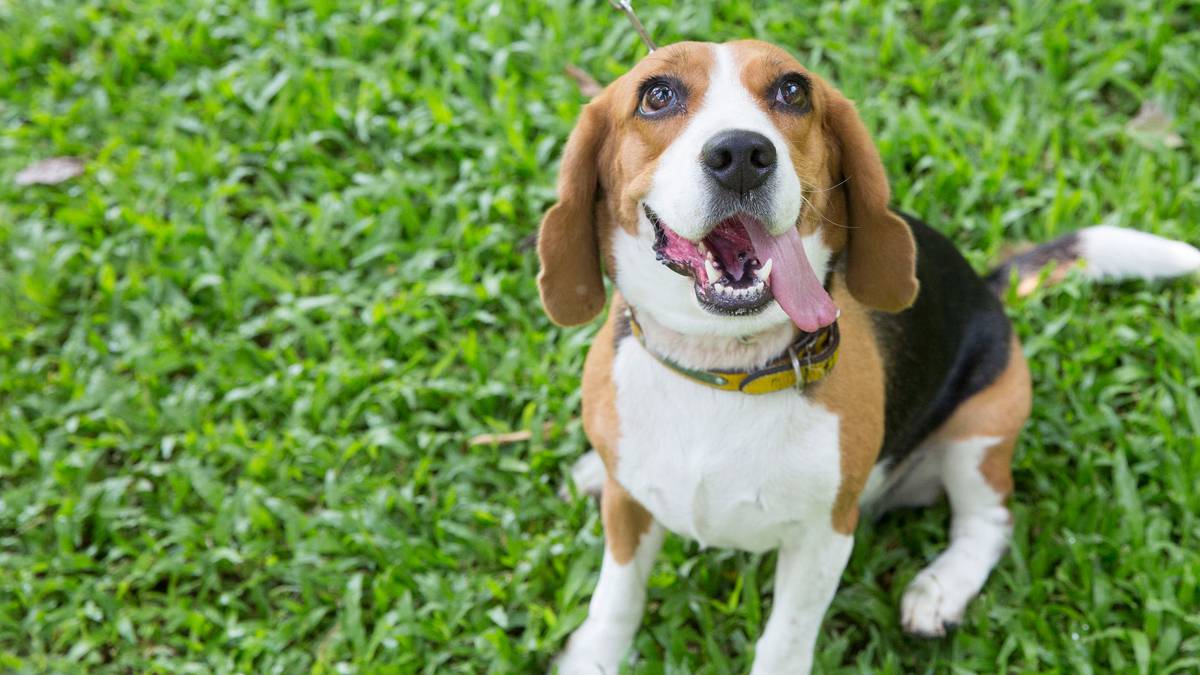 Un journaliste soulève la polémique sur une « décision tragique » d’adopter un « chien épidémique » pour l’euthanasie
