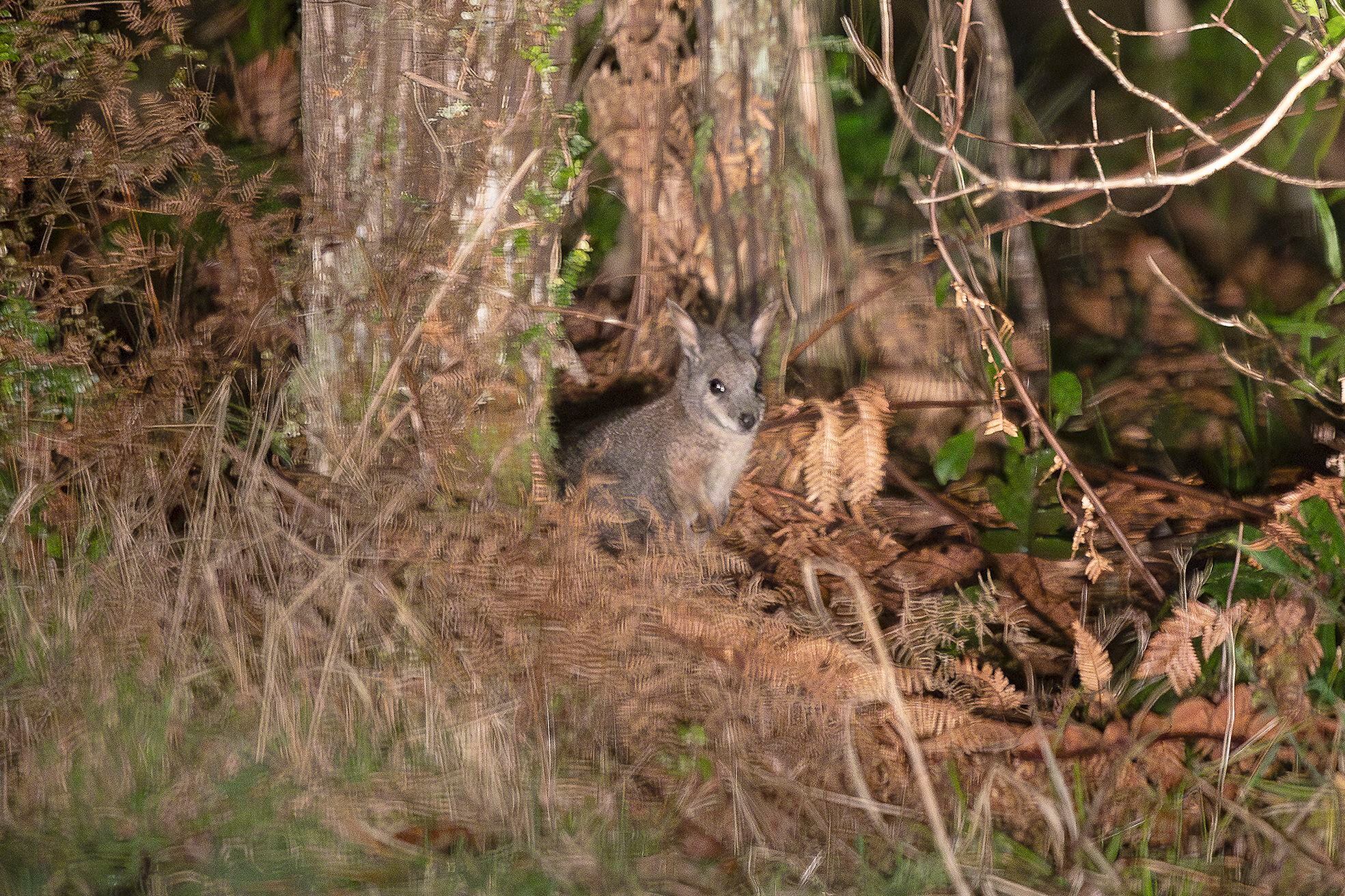 Possum & Rat Traps - Lake Okareka